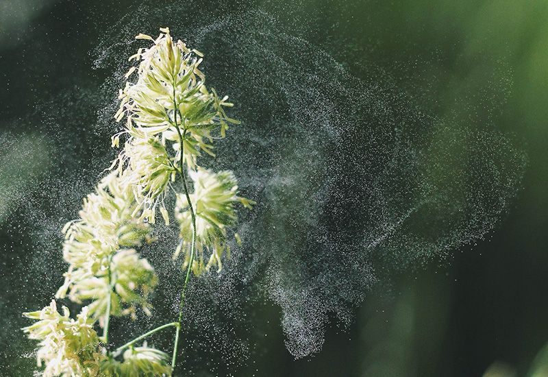 A close up of grass flowers as they release pollen into the air.