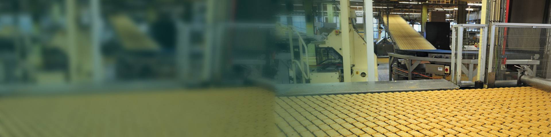 A cookie factory with a conveyor belt full of cookies.